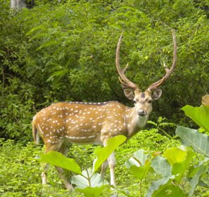 The Wildlife of Assam