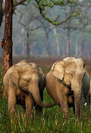Assam Wildlife