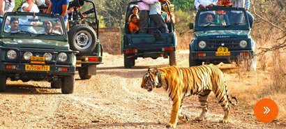 Indian Wildlife Tour