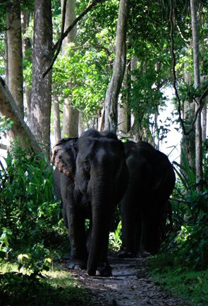 Wildlife Tourism Andaman