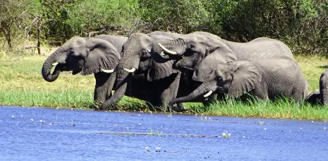 elephants image